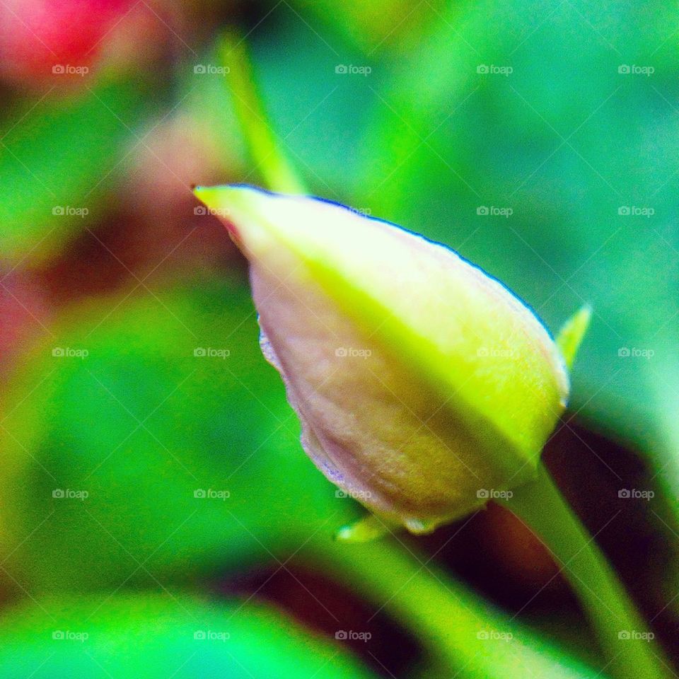 Bud 