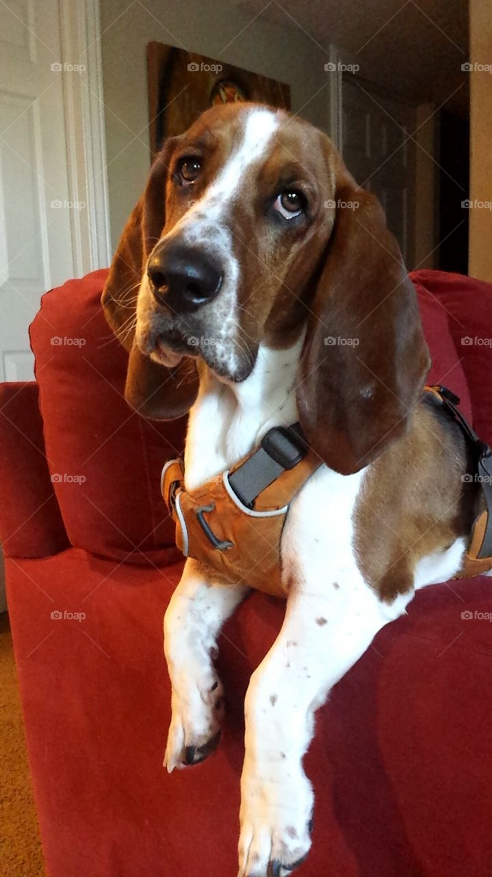 confused puppy. my dog being confused