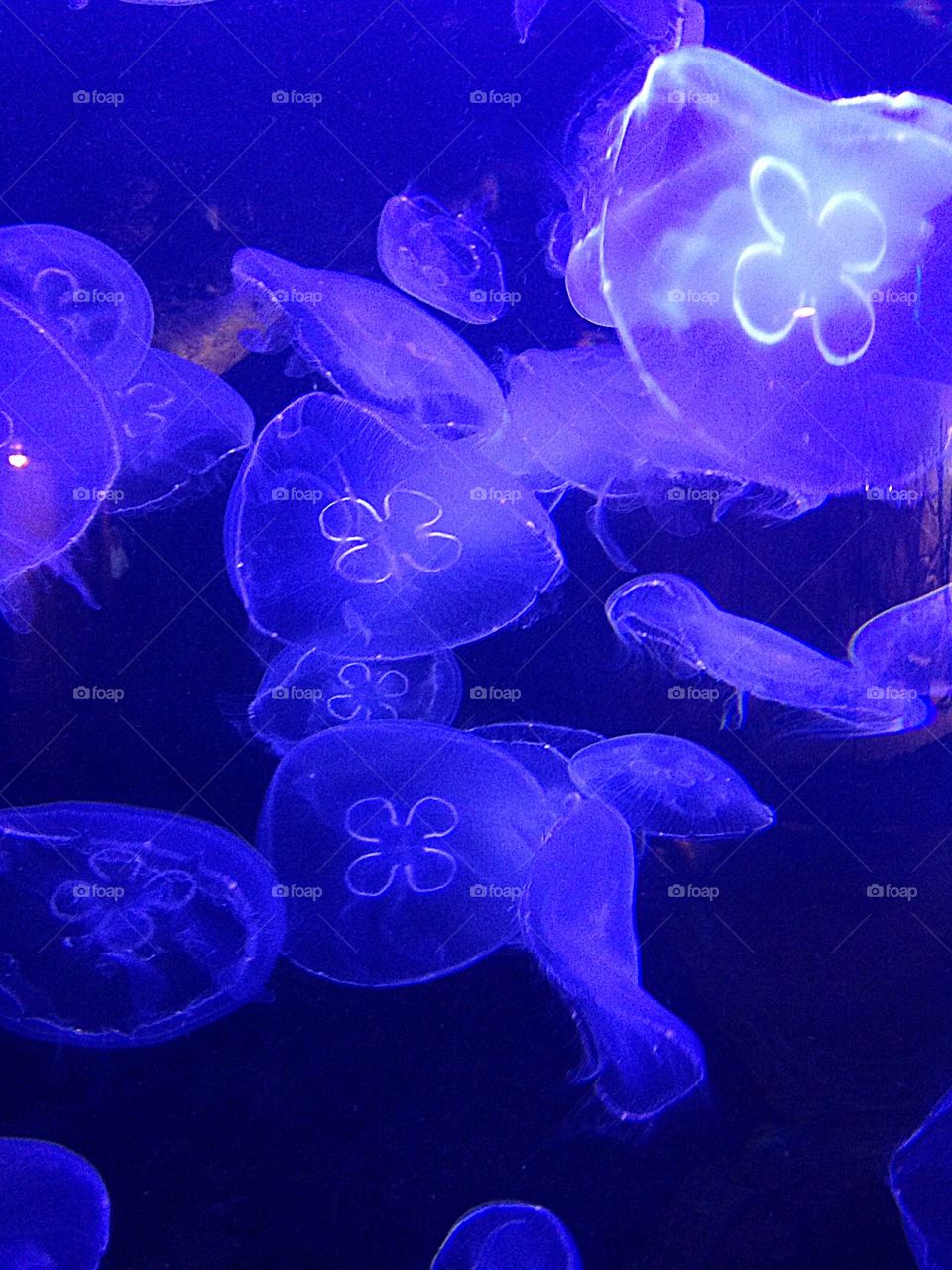 Jelly fish