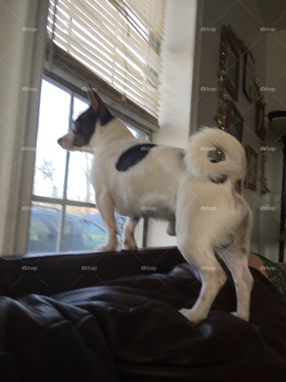Gizmo looking out the window at the neighbors dog propped up on the back of the couch.