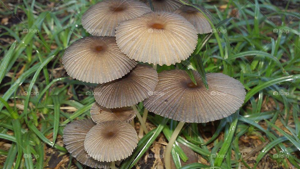 Yard Mushrooms