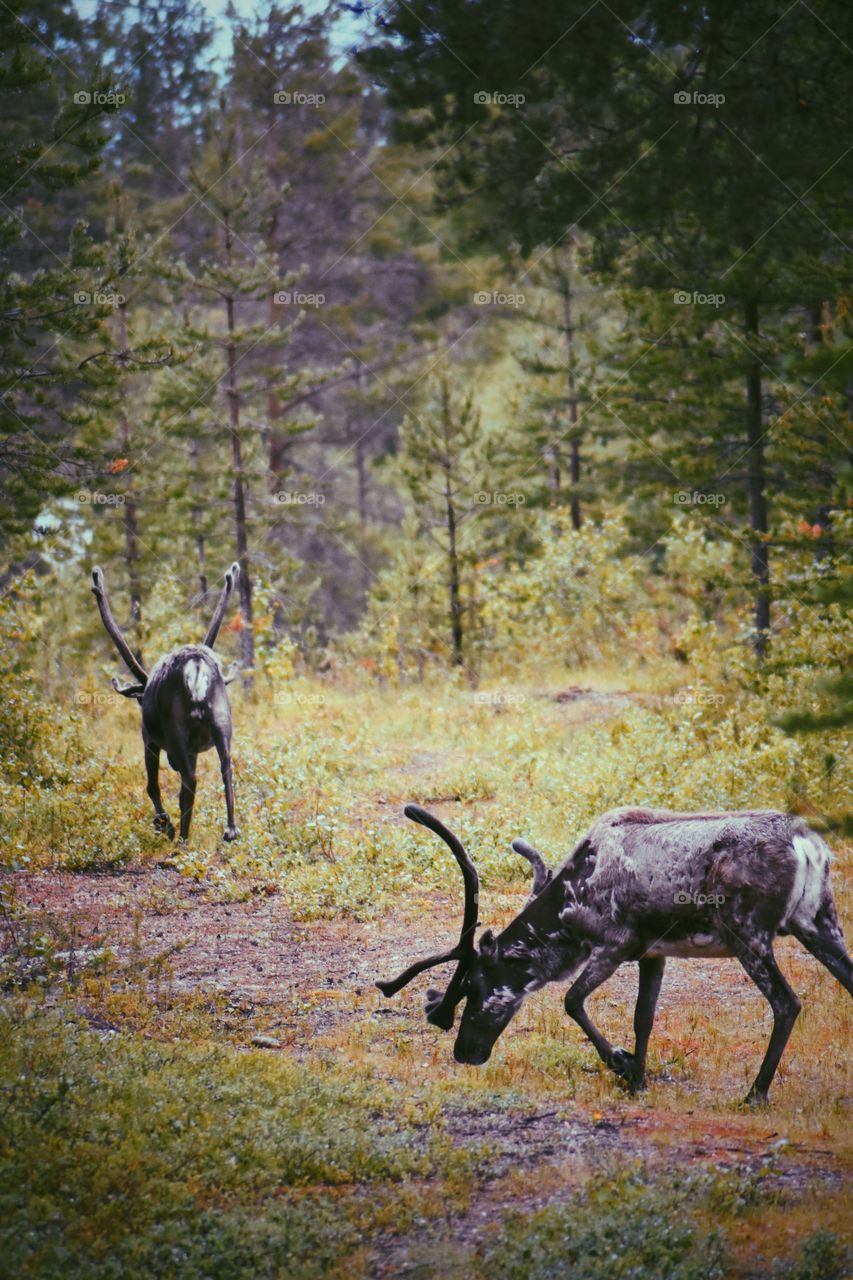 Reindeers grazing on grass field