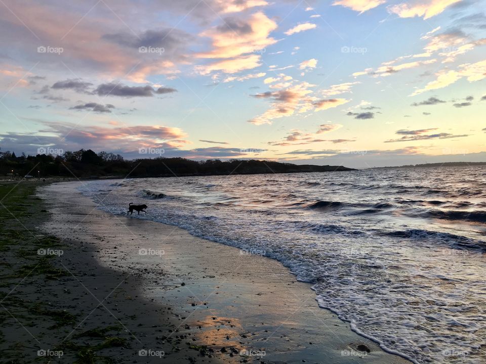 The dog on sunrise