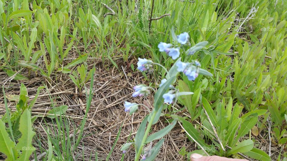 More wild flowers