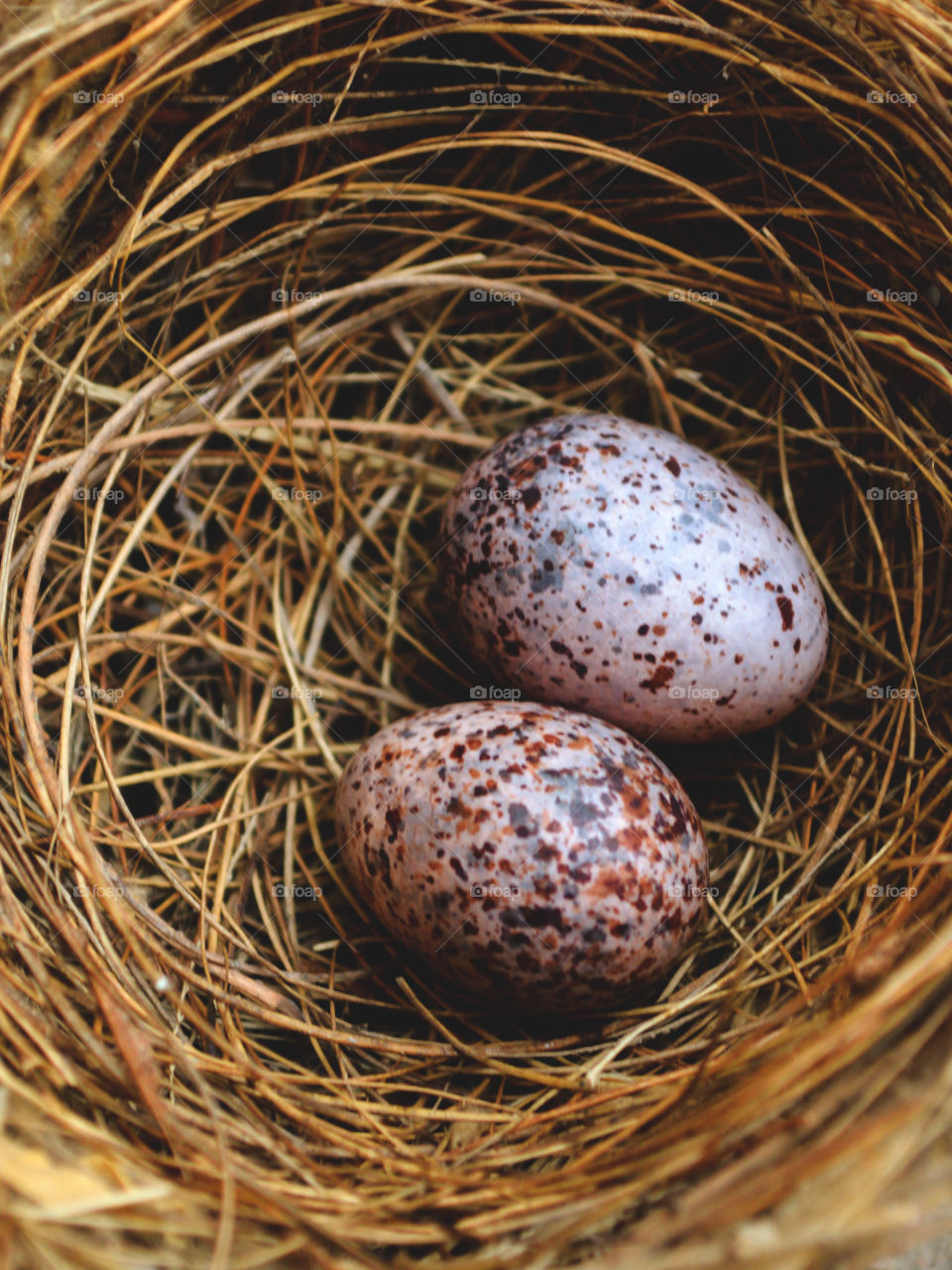 eggs on bird nest