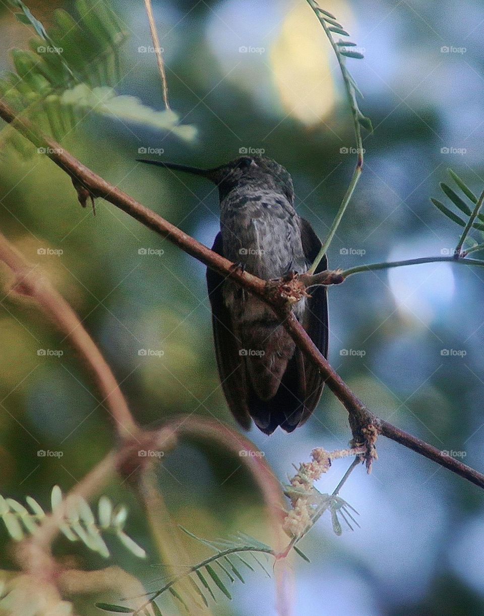 Hummingbird on a Branch