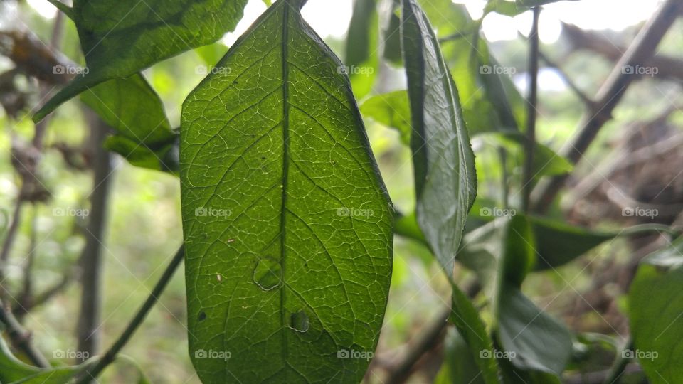 A beautiful green leaf in forest against the sun. Closeup photo.