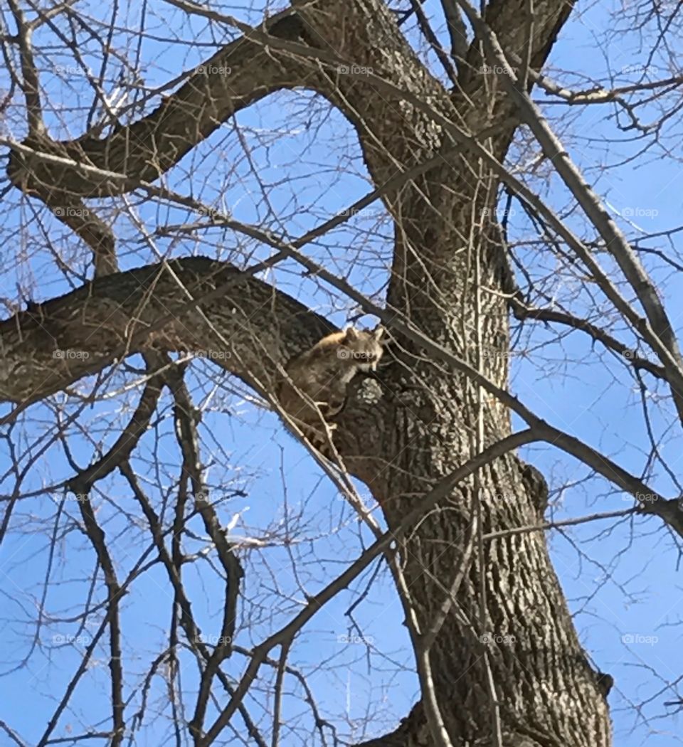 Raccoon in Central Park, NYC 