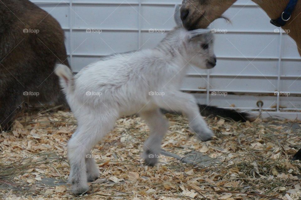 Kid baby goat on the run. Photo taken at Tulsa State Fair.  Baby goat is running, jumping, romping and playing.