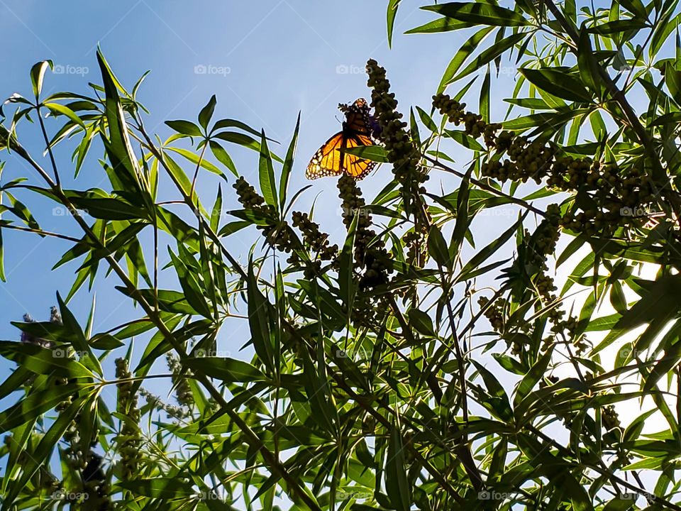 From the ground a view of the monarch butterfly.