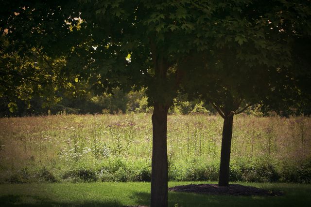 Meadow in the Park