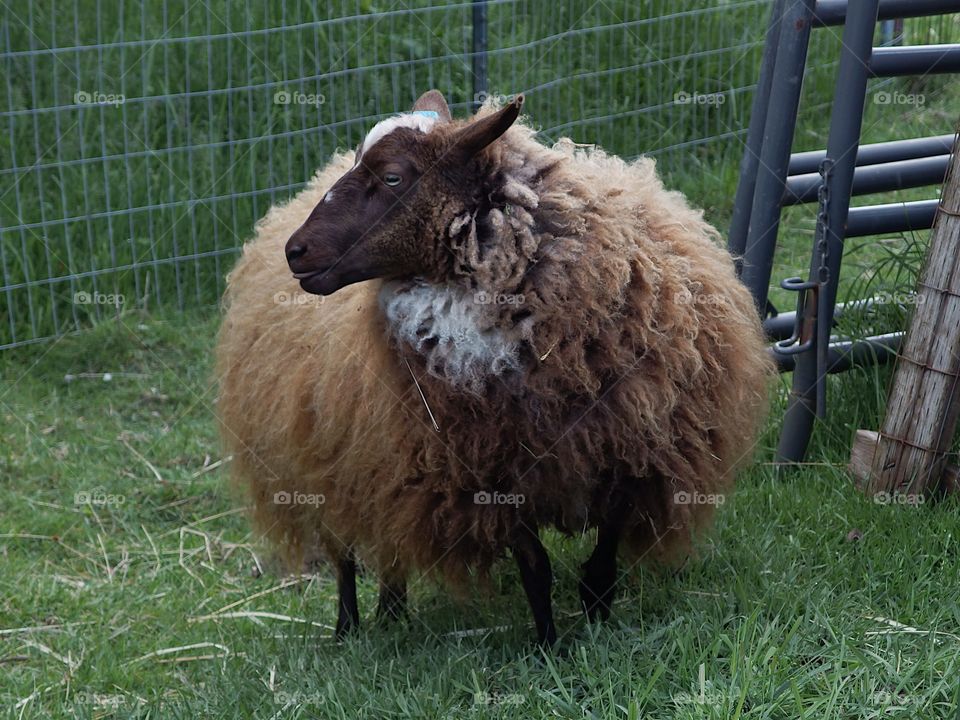 A sheep with full and colorful wool coat ready for spring shearing graze in a pasture on a farm in rural Lane County in Western Oregon. 