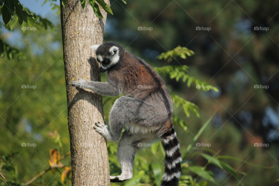 From my last trip to Madagascar 