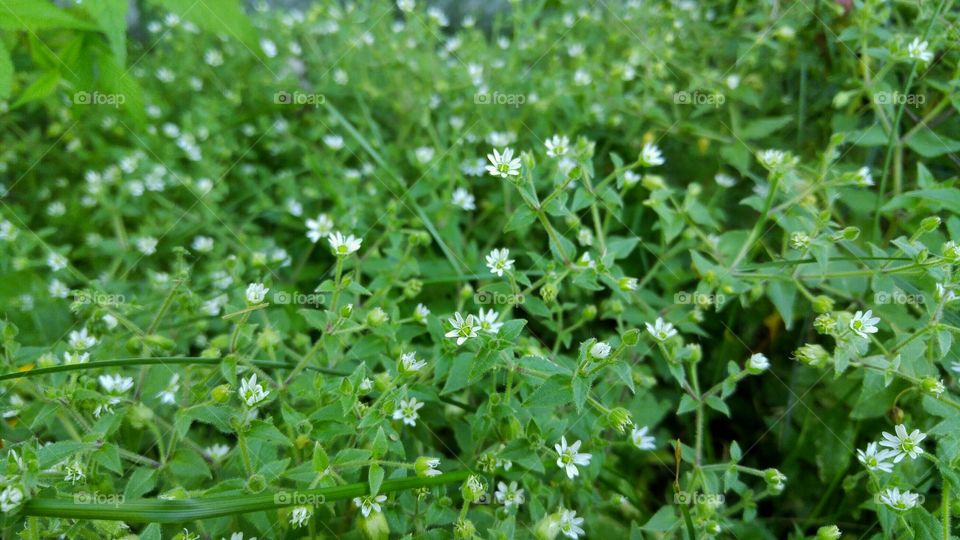 Little white flower field