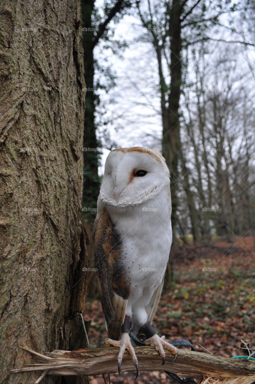Barn owl in a tree
