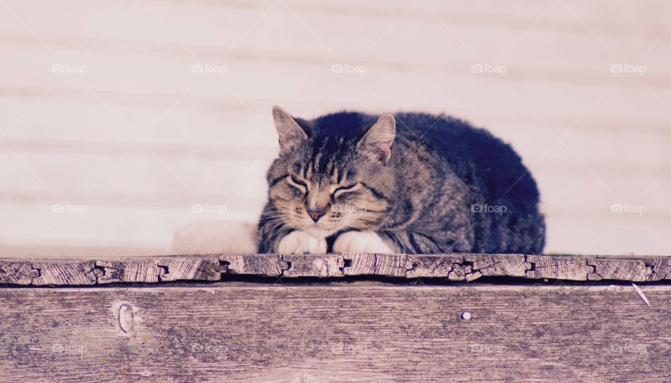 Cat napping on porch 