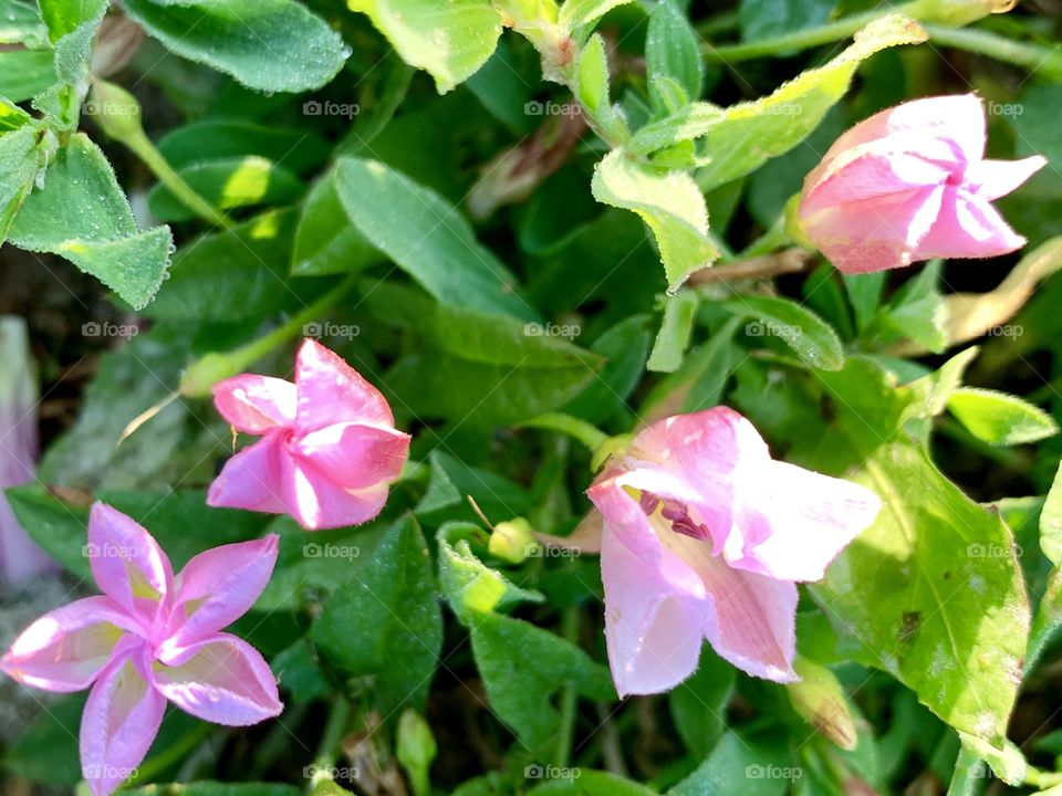 Overhead view of pink bindweed in sunlight