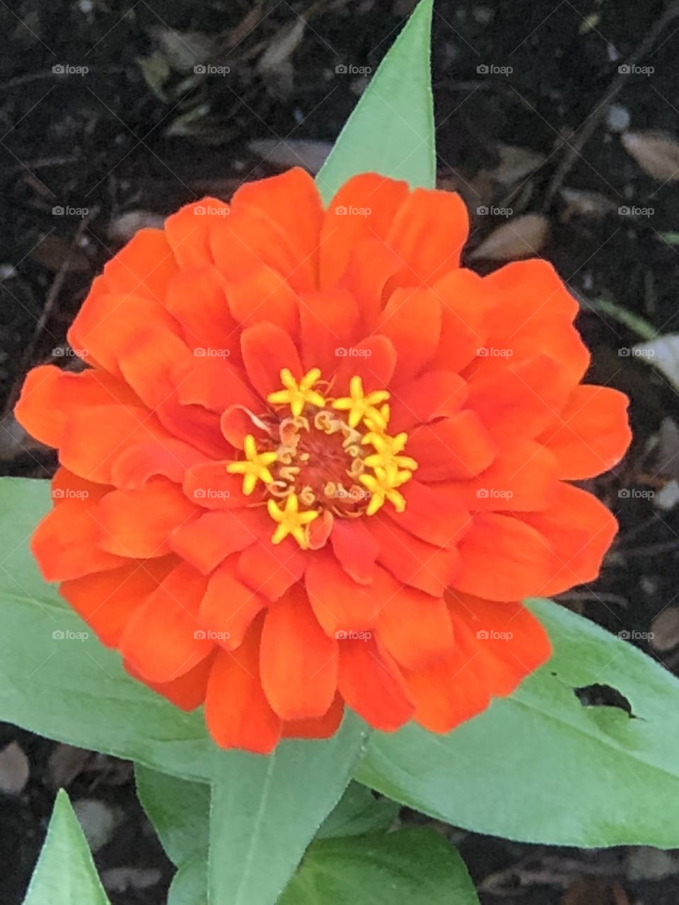 Orange and yellow zinnia 