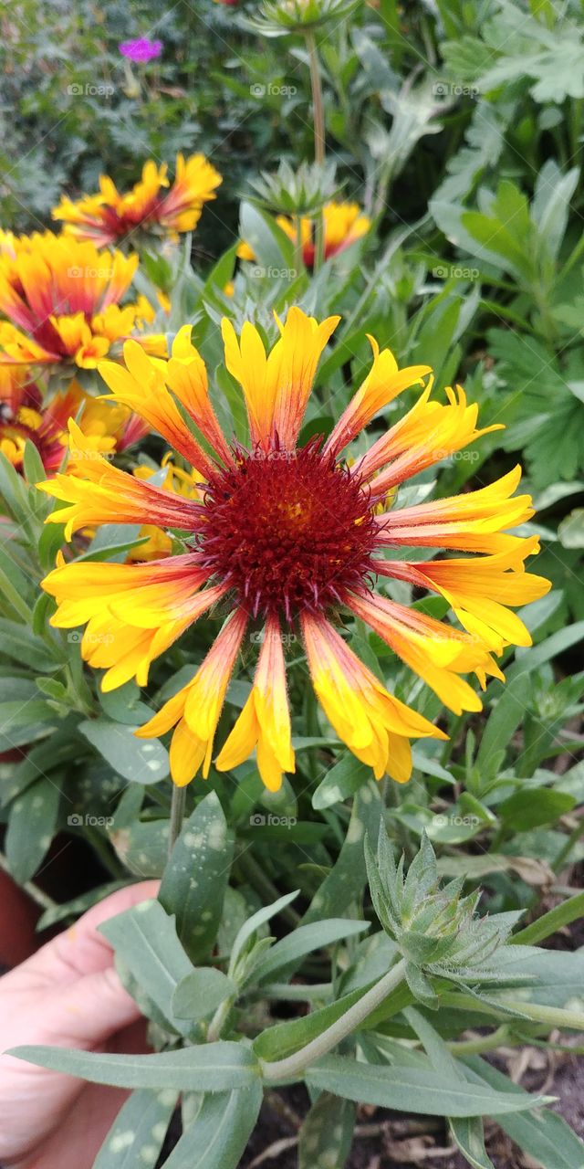 flower Blume blühen Blüten orange gelb yellow