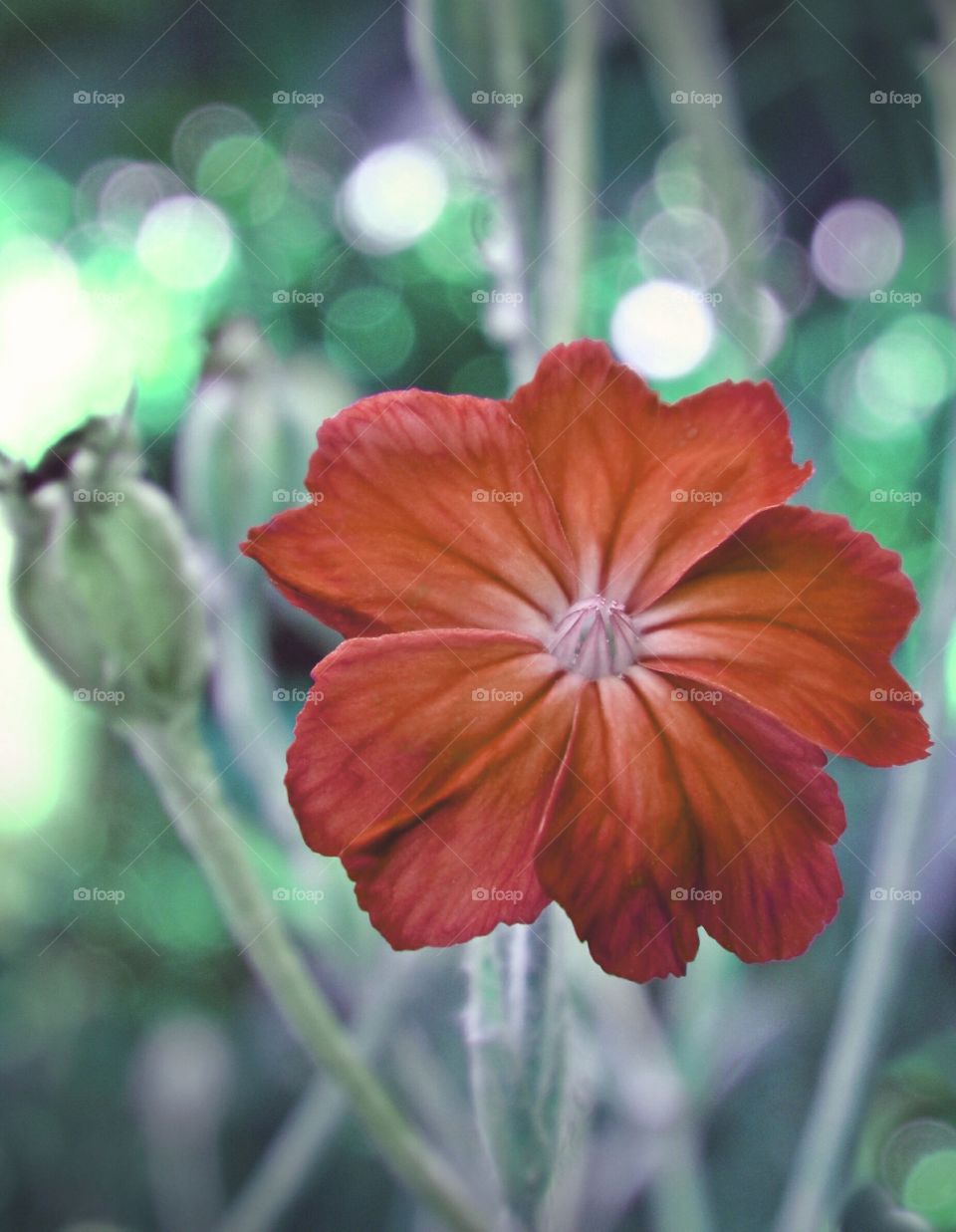 Close-up of a flower