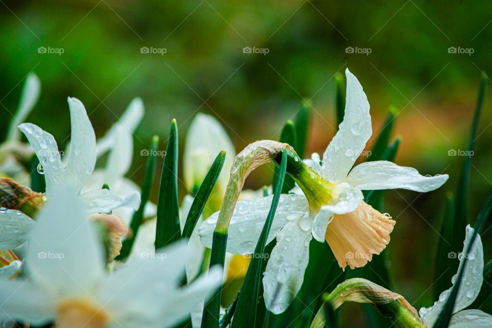 Spring flowers with dew 