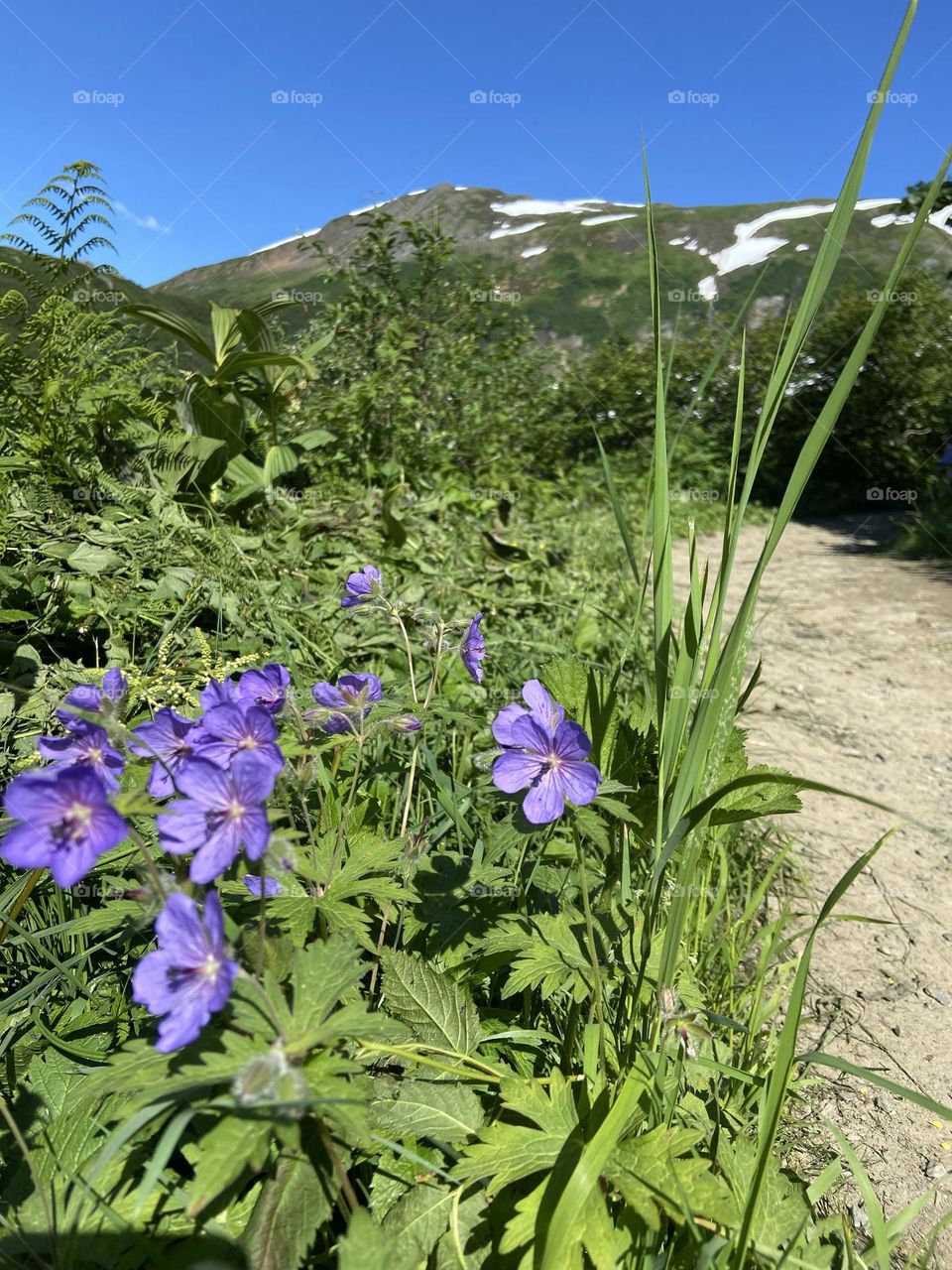 Hiking in Alaska 