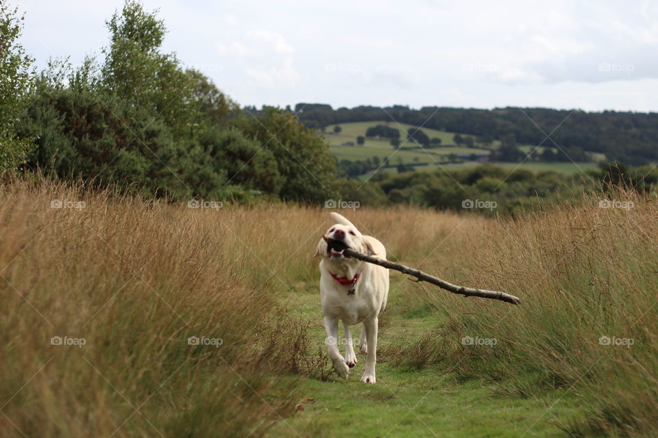 Portrait of dog carrying wooden stick in mouth