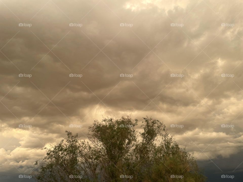 A tree with the background of yellow tinted clouds. 