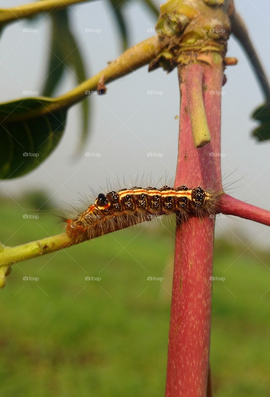 Nature, Insect, Outdoors, No Person, Leaf