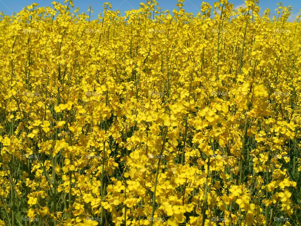 spring nature landscape yellow rapeseed field