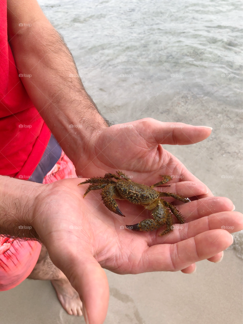 Hairy crab 🦀