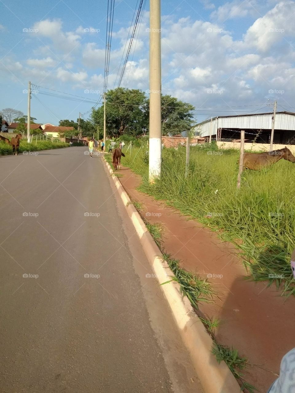 Cavalos desfilando em via pública