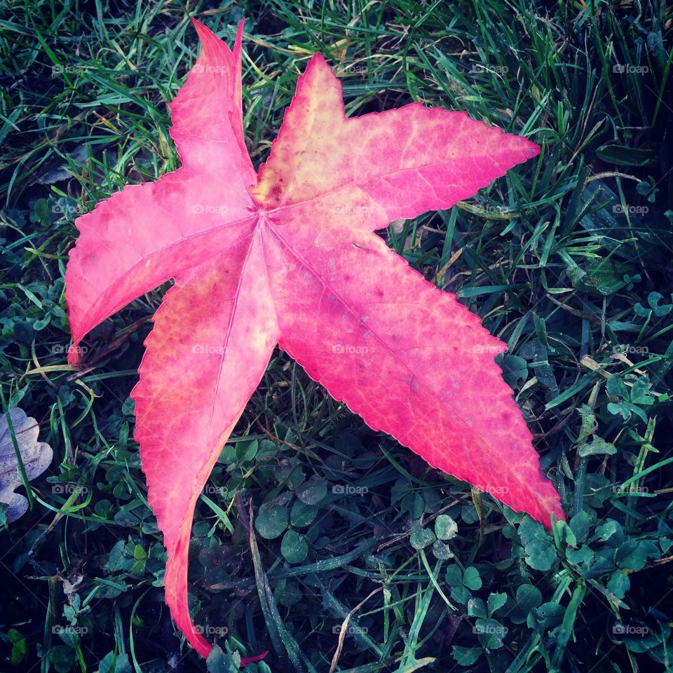 Autumn leaf in the fall