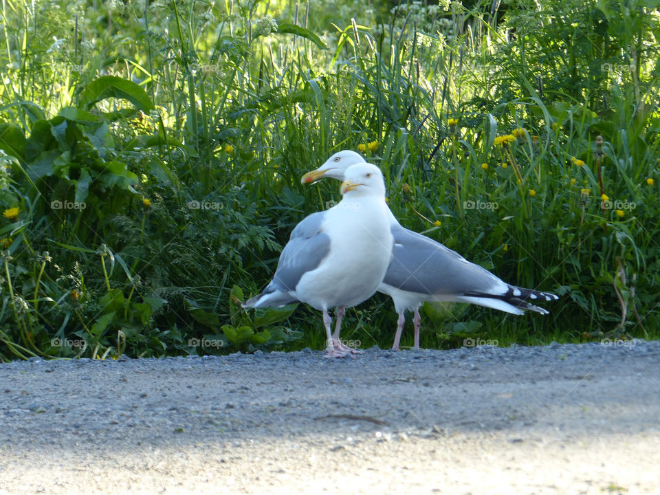 Birds