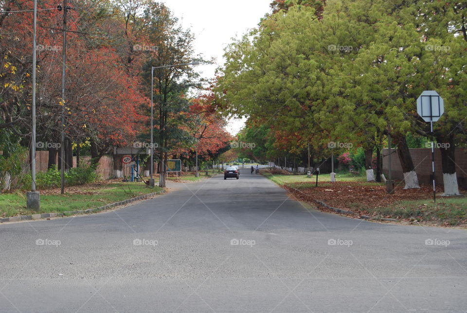 Road, Tree, Street, Guidance, Landscape