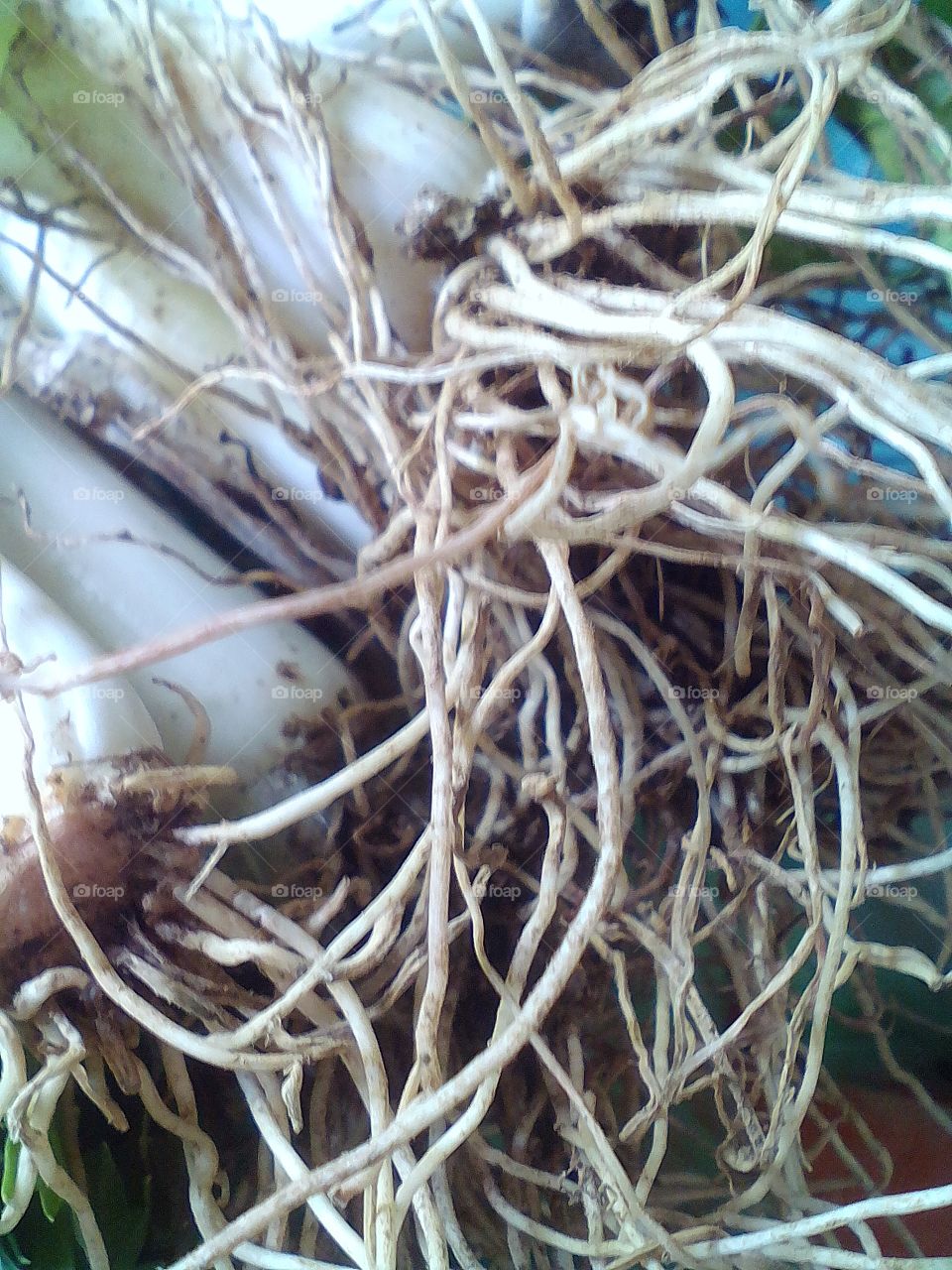 root of garlic