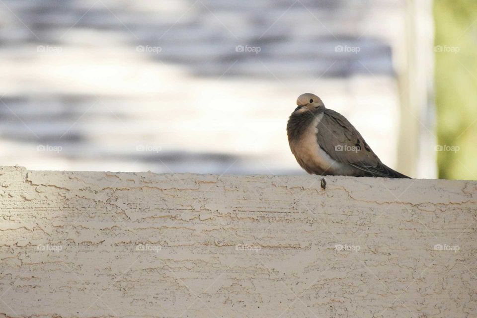 Morning Dove on Roof