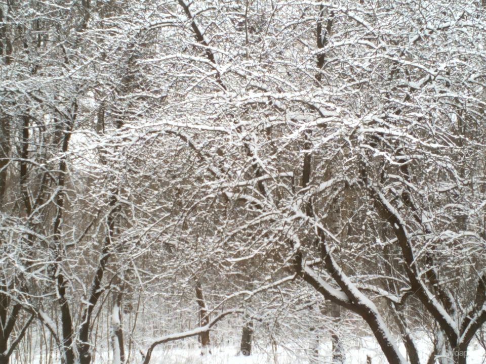 Winter, Frost, Snow, Tree, Cold