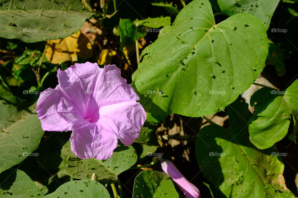 flor color morado con hojas verdes del campo