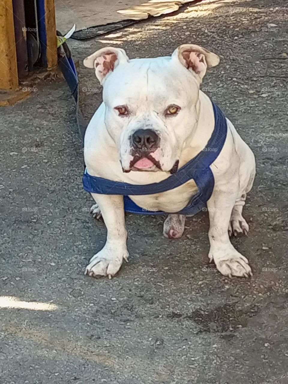 my bully posing for a pic