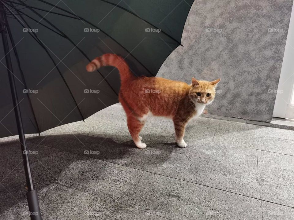 Often Meet cat outside 