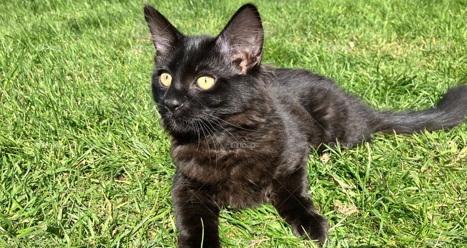 A beautiful black cat relaxing in the sunshine. Gorgeous contrast with  a green grass background, shiny black coat and gorgeous piercing eyes. 