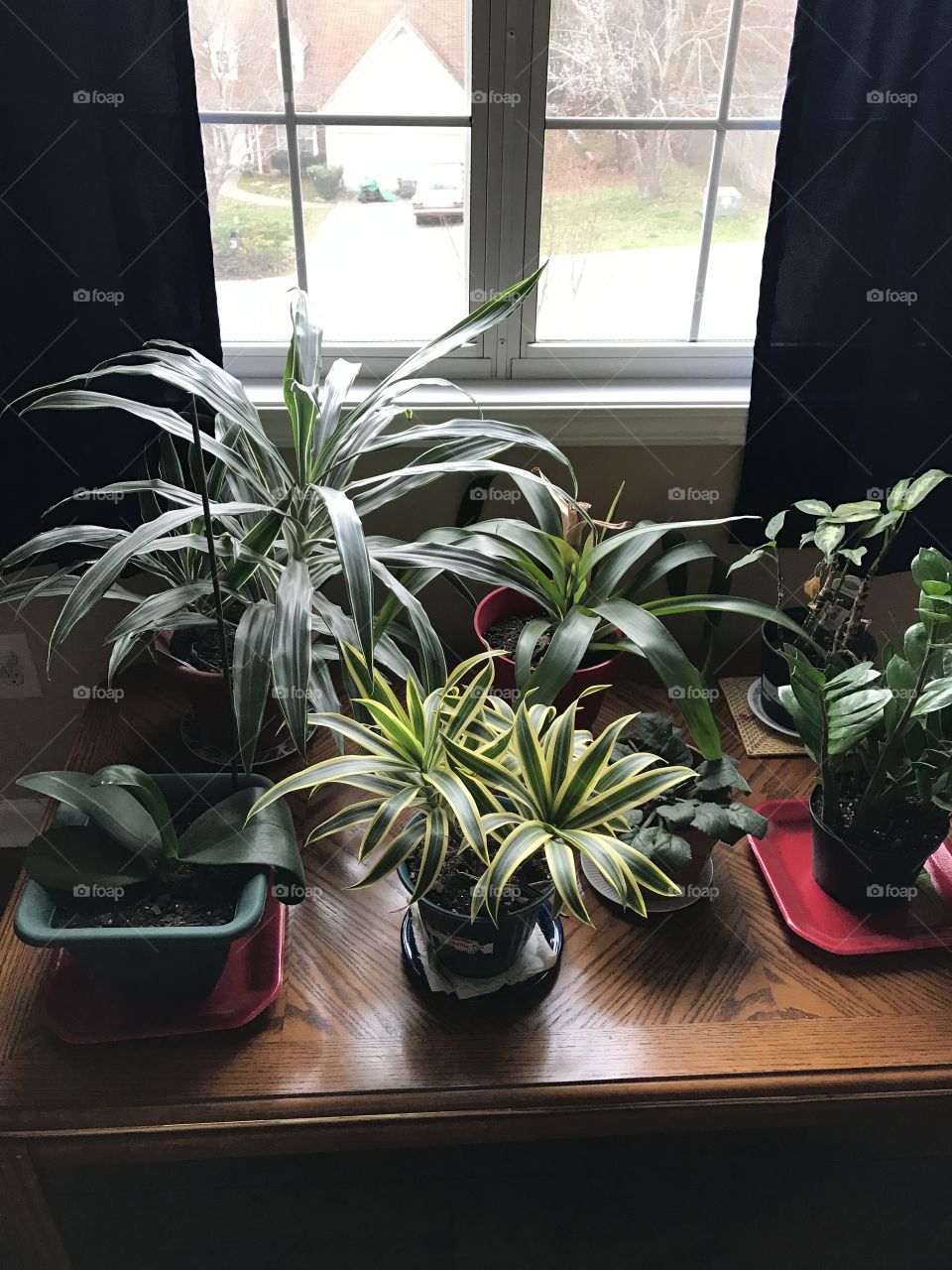 Table of plants in pots