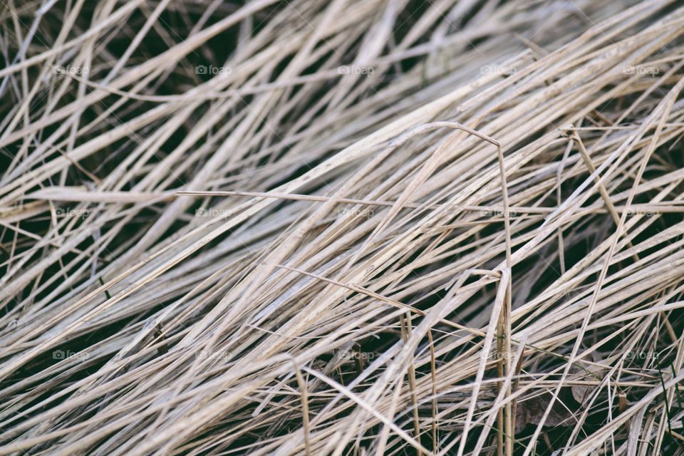 Grass texture