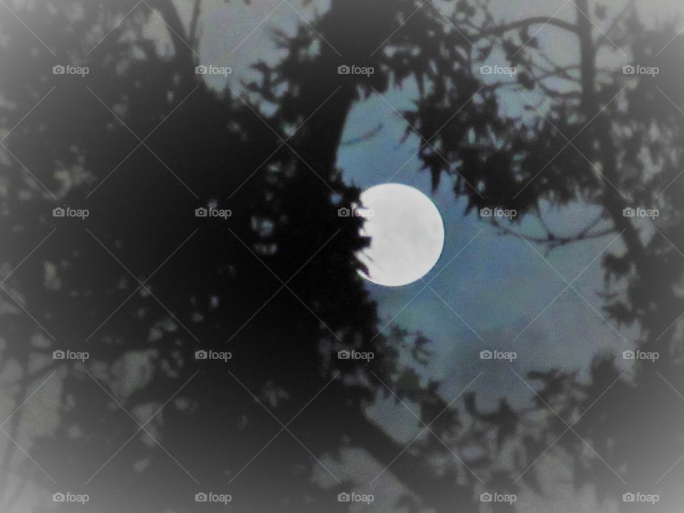 moon in branches
