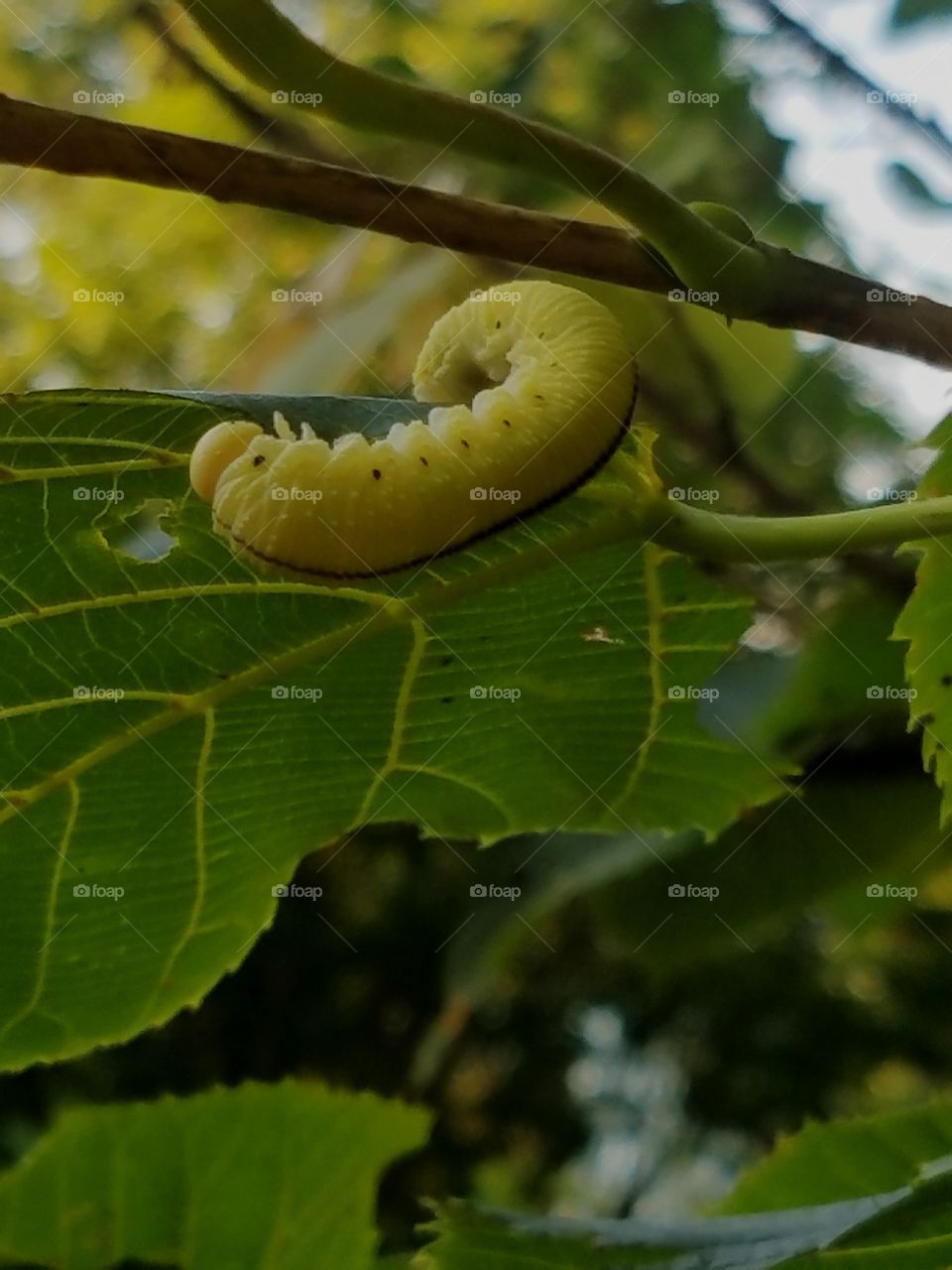 Caterpillar hanging out on a leaf