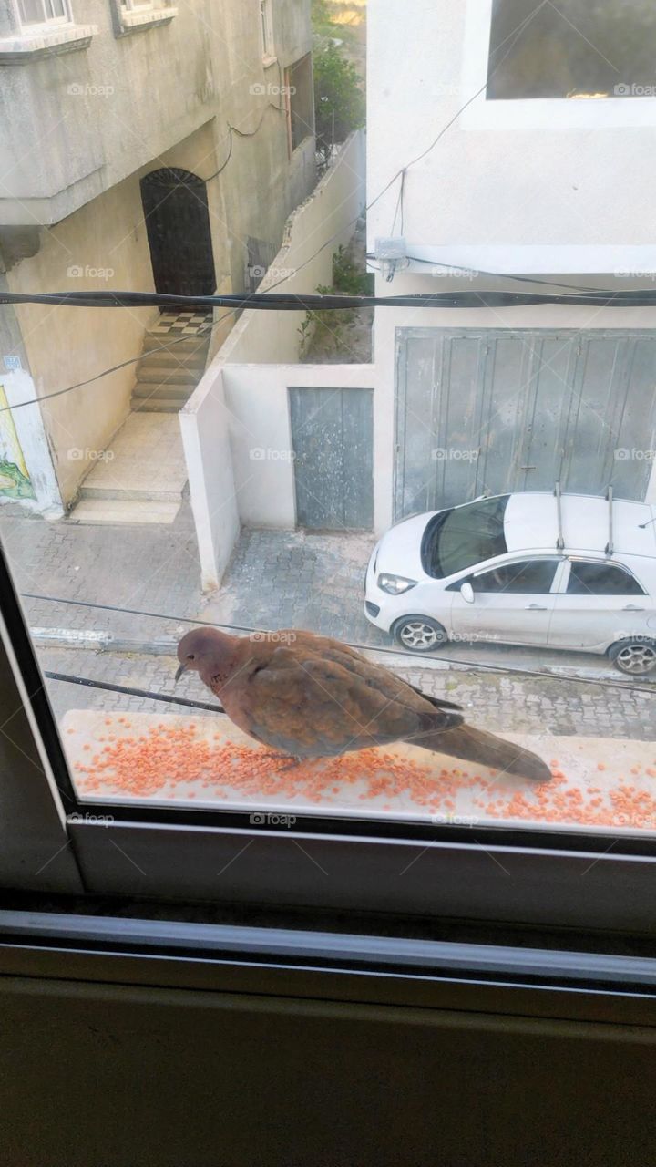 I deceive the bird that comes to my balcony every morning and I put food for it. I love that very much