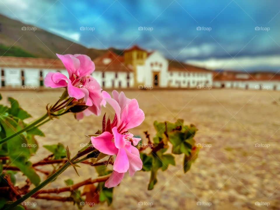 Flores rosadas en la plaza principal de Villa de Leyva, con la iglesia al fondo durante la cuarentena en mayo de 2020. Pink flowers no people church isolated Boyacá, Colombia