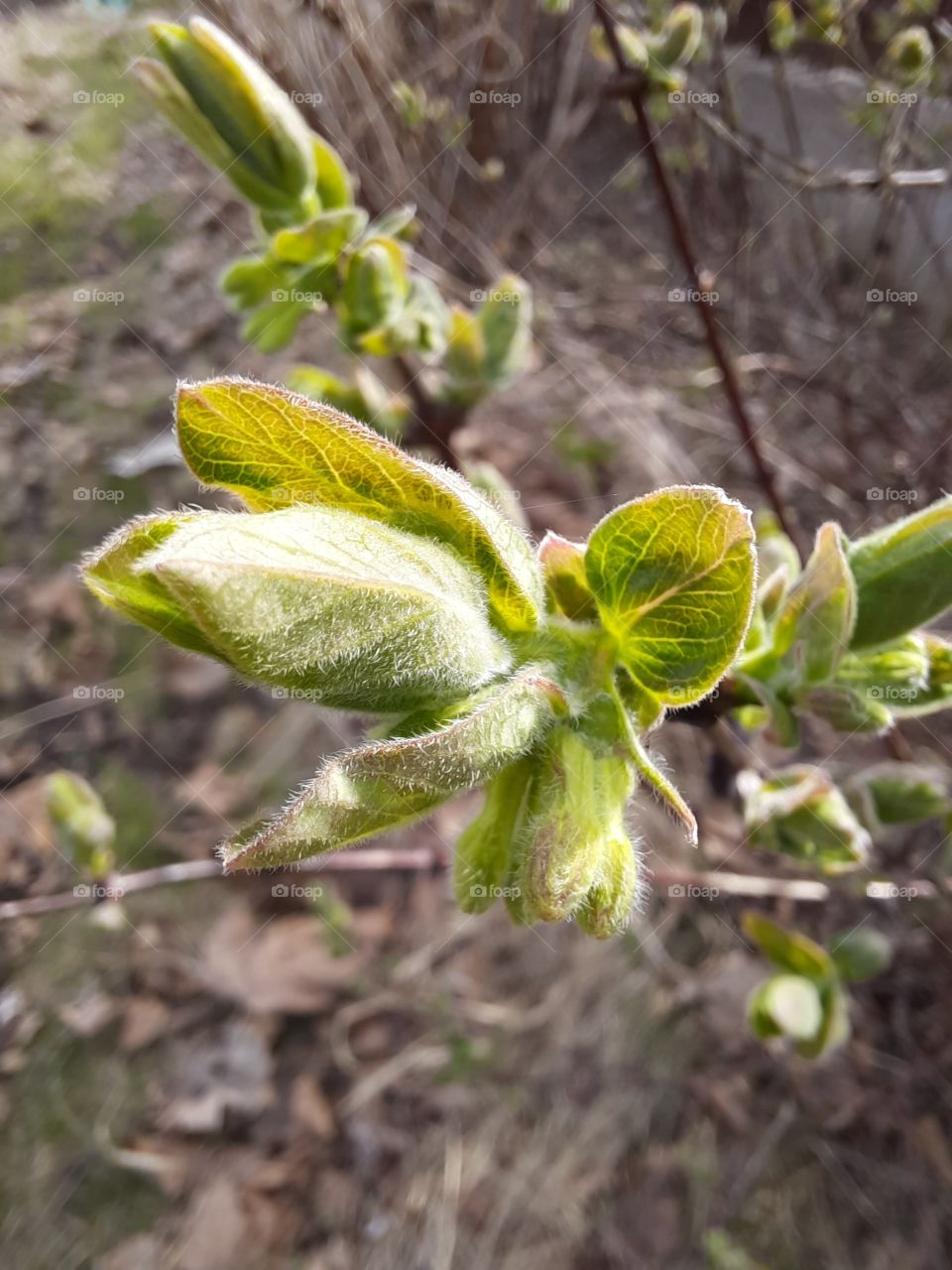 fresh green leaves of Kamchatka berry in spring