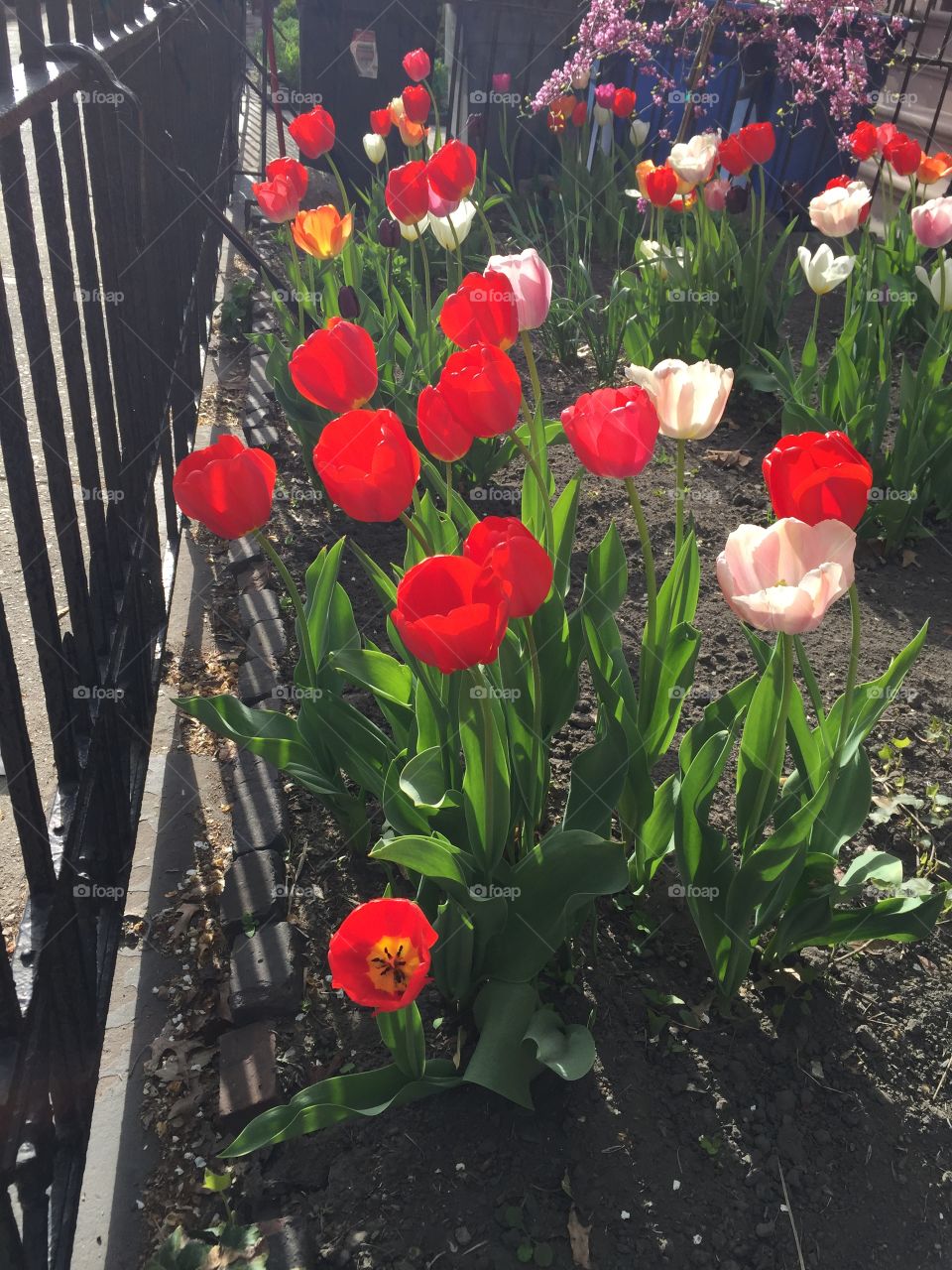 Garden of tulips 